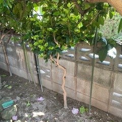地植えの椿、みかん(みかん、伊予柑)、梅、まきの木