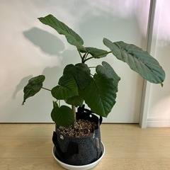 ウンベラータ鉢植え　53cm