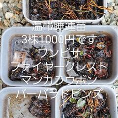 温帯睡蓮苗3株1000円。メダカ、めだか。