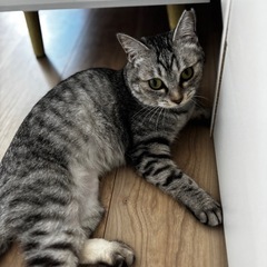 再投稿ブブちゃん