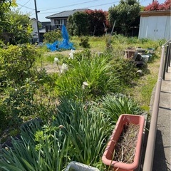 お庭の草刈り、草むしり