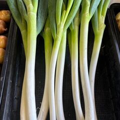5/5(月)　大量注文可能✨　長ねぎ　2本¥100(税込)
