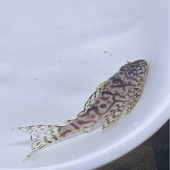 価格交渉OKです。 ③キンペコ😸の画像