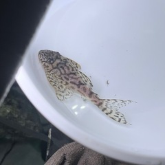価格交渉OKです。 ③キンペコ😸の画像