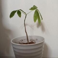 観葉植物　パキラ斑入り　ミルキーウェイ　陶器鉢付き8号程度　実生