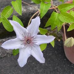 お花が終わったのでお値下しました☆クレマチス（薄い紫）の画像