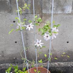 お花が終わったのでお値下しました☆クレマチス（薄い紫）の画像