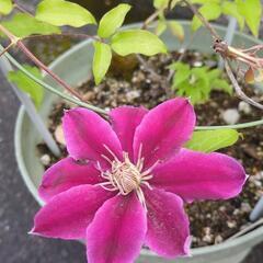 お値下しました☆クレマチス鉢植えの画像
