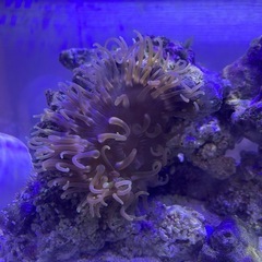 ロングテンタクルアネモネ
