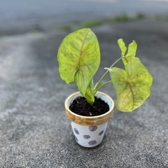 シンゴニウム　の画像