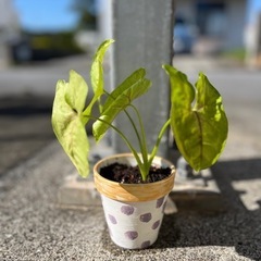 シンゴニウム　の画像