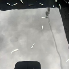 サファイアメダカの幼魚20匹＋αの画像