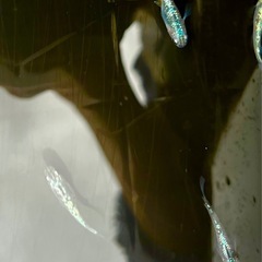 サファイアメダカの幼魚20匹＋αの画像