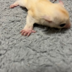 ⭕️フクロモモンガ⭕️リューシスティック　男の子⭕️ - ペット