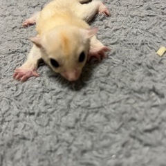 ⭕️フクロモモンガ⭕️リューシスティック　男の子⭕️ - 札幌市