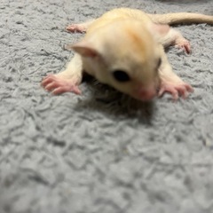 ⭕️フクロモモンガ⭕️リューシスティック　男の子⭕️ − 北海道