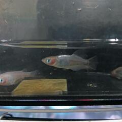 ★めだか〜紅ほっぺ　若魚オス3・メス2　屋外飼育越冬個体　産卵開...