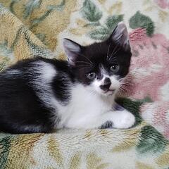 問い合わせ多数の為一時中断。子猫の里親探してます🐈️