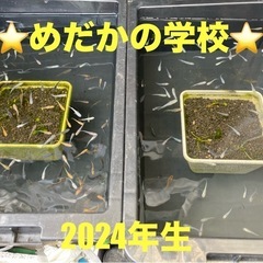 ⭐️メダカの学校⭐️可愛い1年生メダカ、種類色々おります