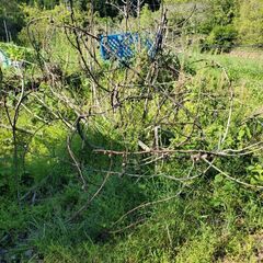 お取引もないのにお気に入り不要です。イチジク　いちじく　