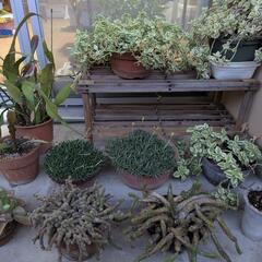 観葉植物／サボテン、多肉植物