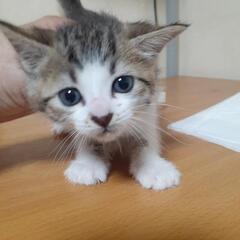 １ヶ月　子猫