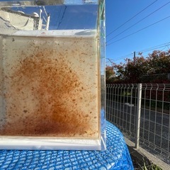 大量のオオミジンコ　500円　めだか　メダカ　金魚の生き餌