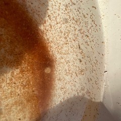 大量のオオミジンコ　500円　めだか　メダカ　金魚の生き餌の画像