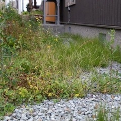 除草剤散布のみ！　「定期」も可能！