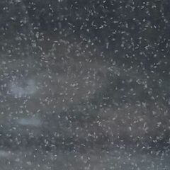 ②ゾウリムシ（ペッドボトル　５００ｍｌ）メダカ稚魚（針子）用の生餌