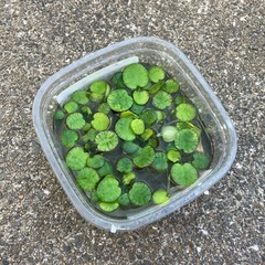 浮き草(アマゾンブロックピット?)
