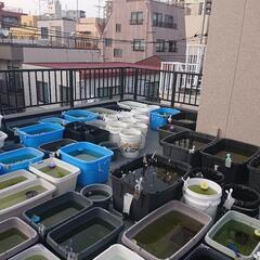 【北向きめだか】GWメダカ販売