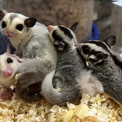 小動物 GWセールしてます！