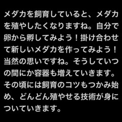 飼えなくなったメダカを無償にてお引き取りします