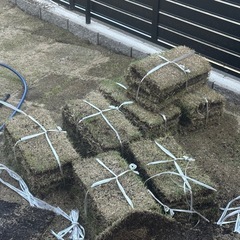 天然芝
