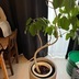 ランキングキーワードに紐づく投稿画像-観葉植物