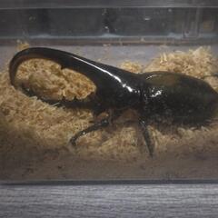 ヘラクレスオオカブト　オス1メス2トリオ　