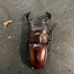 アマミヒラタクワガタペア