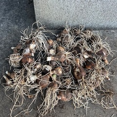 水仙球根の画像