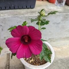 パープルケナフ  植物