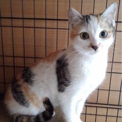 三毛猫　子猫　小顔美人！