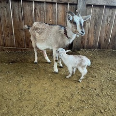 カラオケ，家庭菜園、動物趣味共