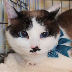 青いおめめのリノちゃん(仮)