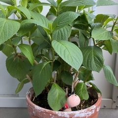 霧の島紫陽花