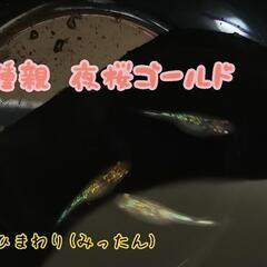 (お取引き中)夜桜ゴールドメダカの卵  20個＋α