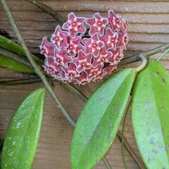 サクララン  シルバーピンク  植物