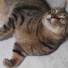 木箱の中の猫たち　ミシェルさん(仮)