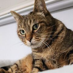 木箱の中の猫たち　ミシェルさん(仮) - 郡山市