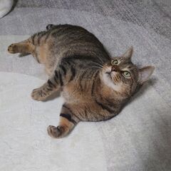 木箱の中の猫たち　ミシェルさん(仮) - 猫