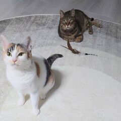 木箱の中の猫たち　ミシェルさん(仮) − 福島県